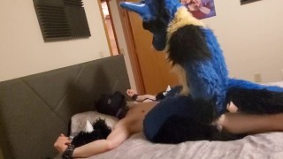 Sucario breed a good puppy